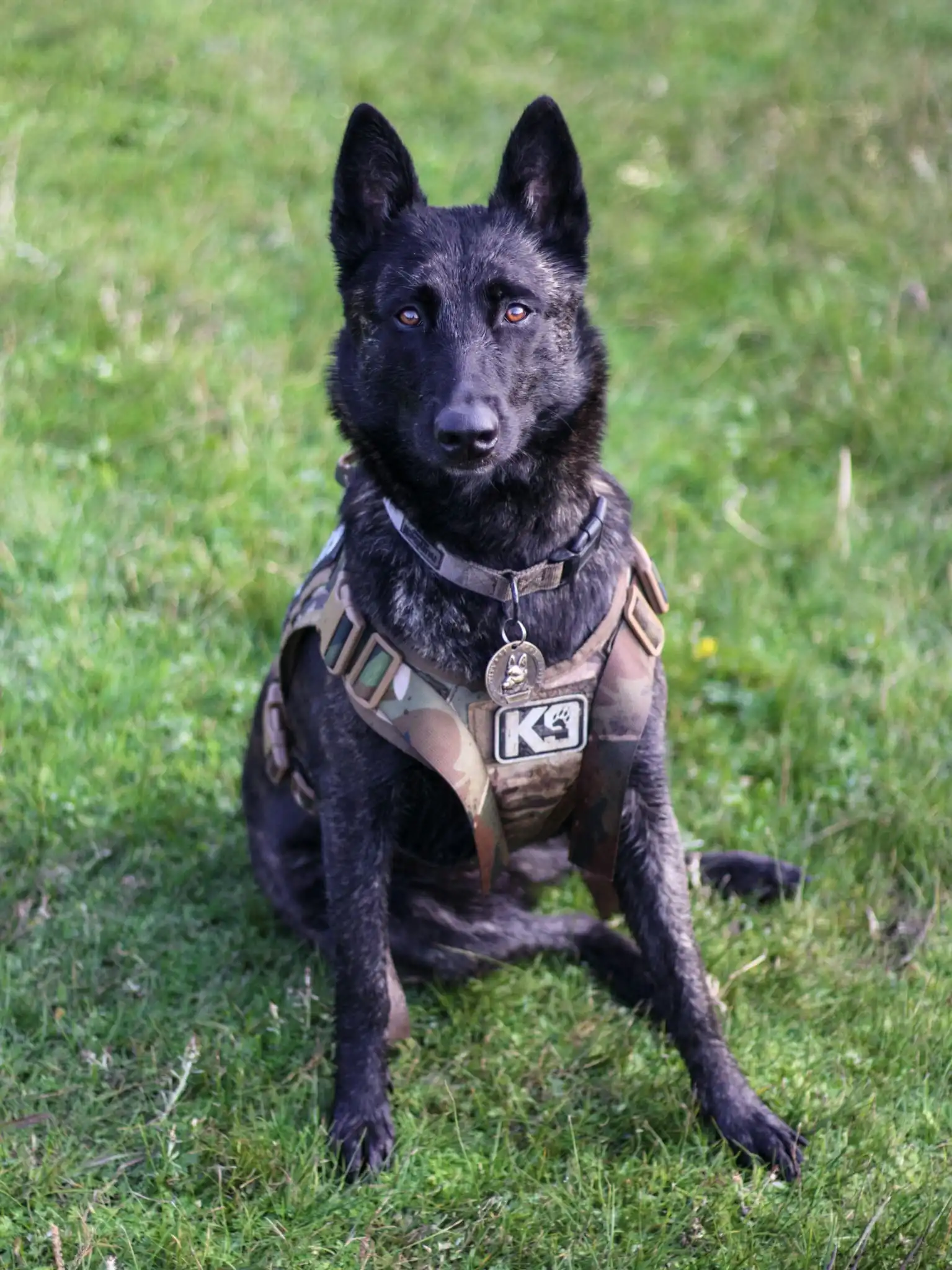 Mobile K9 Security Patrol UK - Professional Dog Handler Security Services