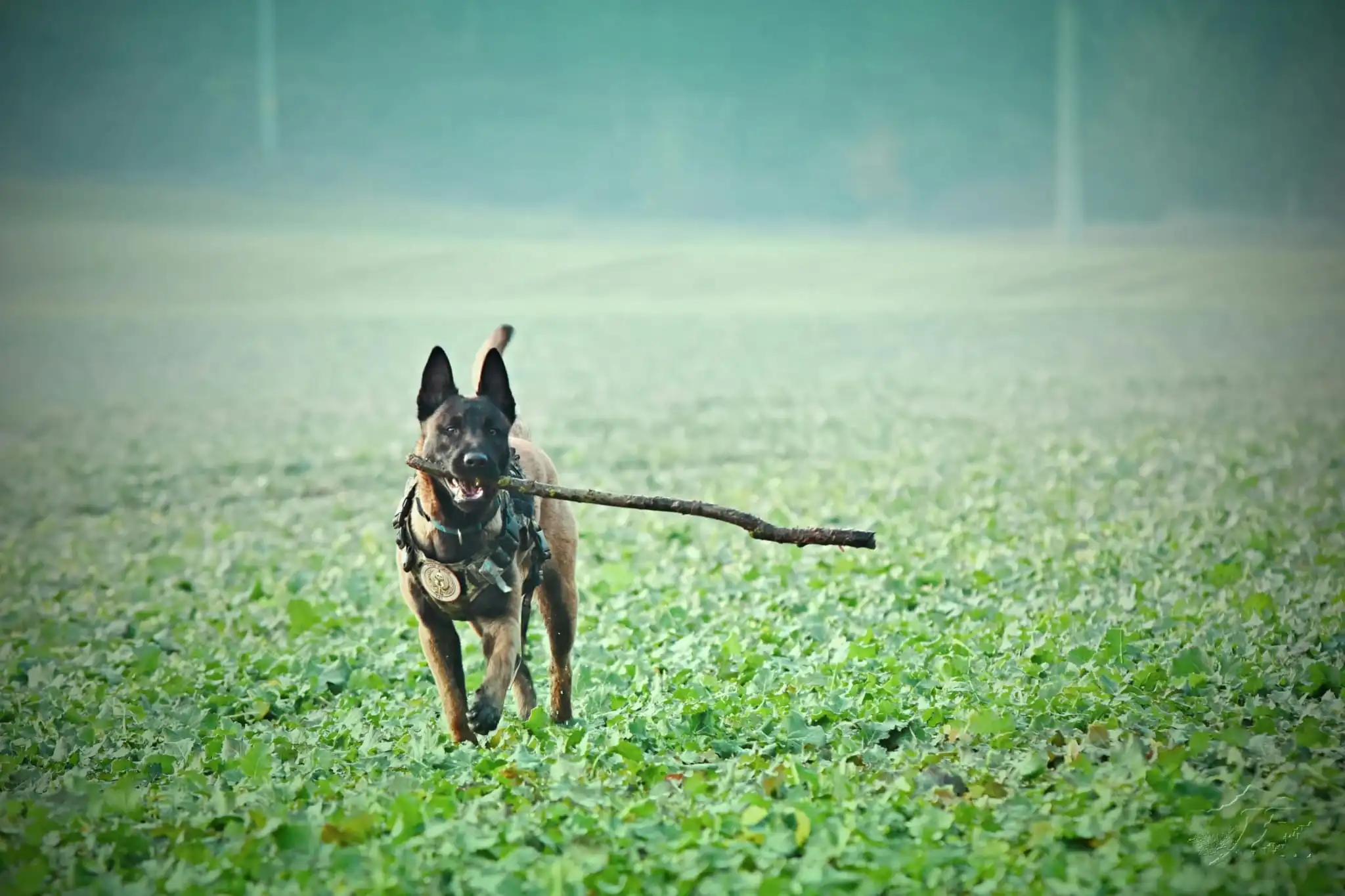 Nationwide K9 Security Coverage UK - Professional Dog Handler Services