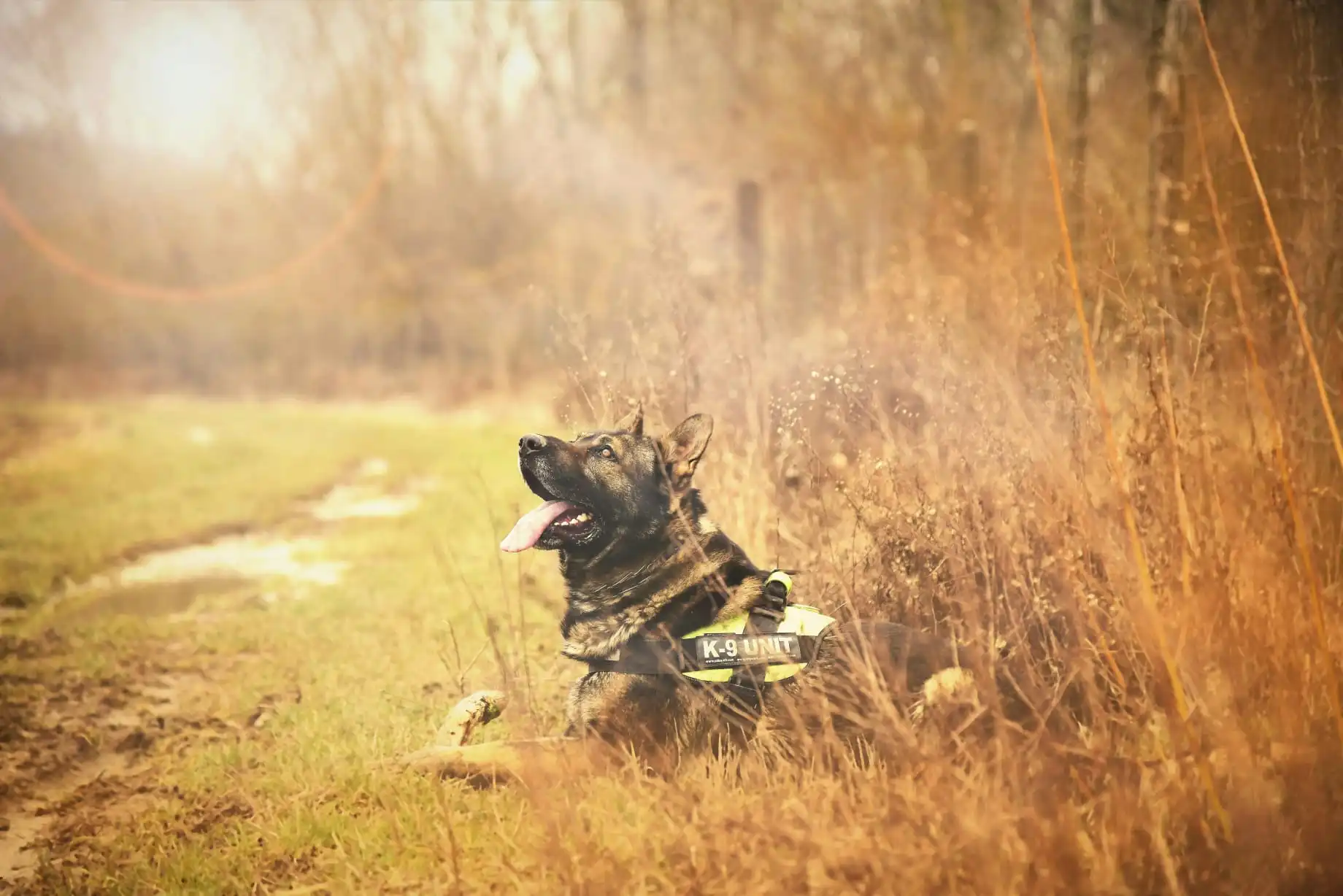 SIA Licensed K9 Handlers UK - Professional Dog Handler Security Team