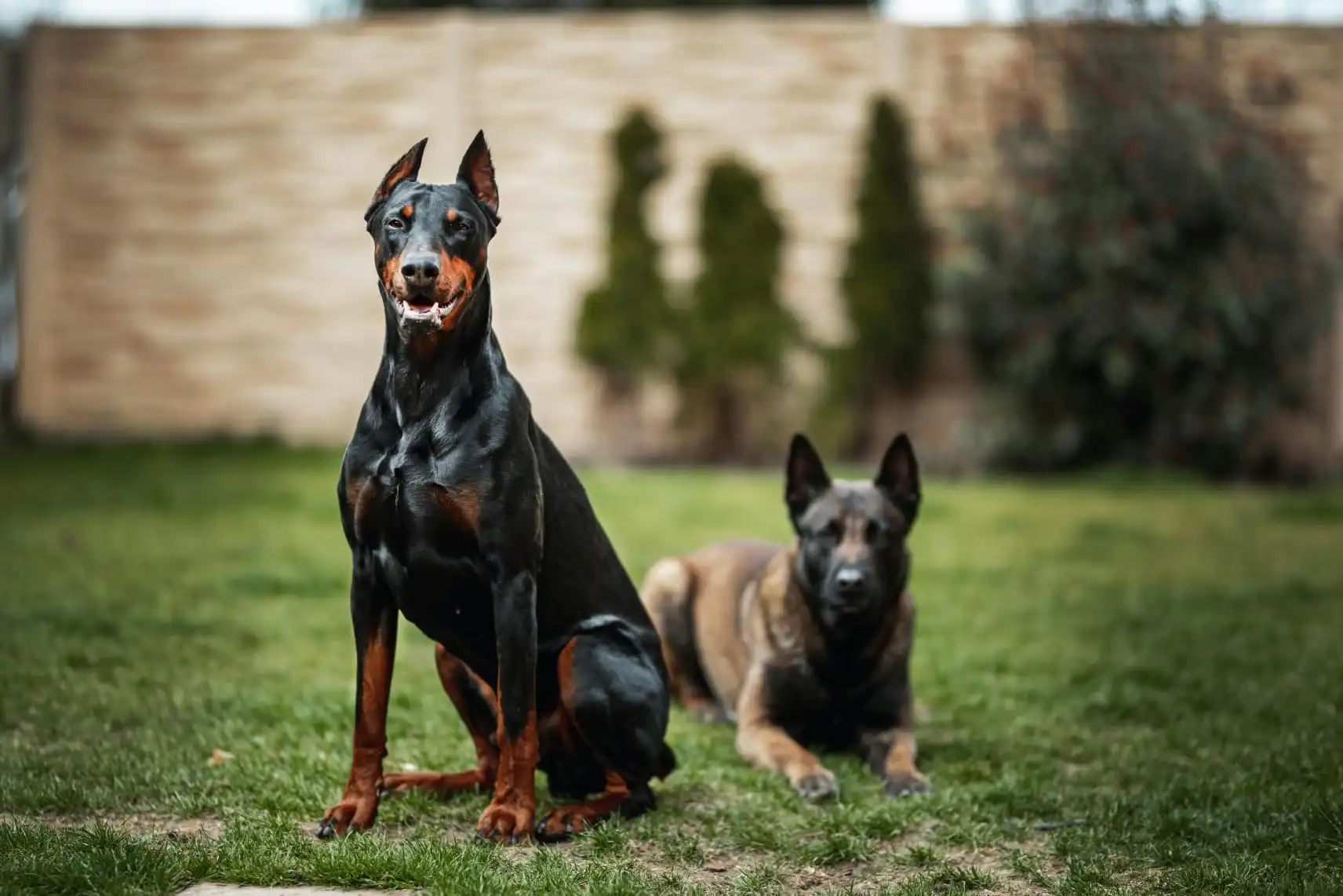 Professional Key Holding Services UK - K9 Security Dog Handler