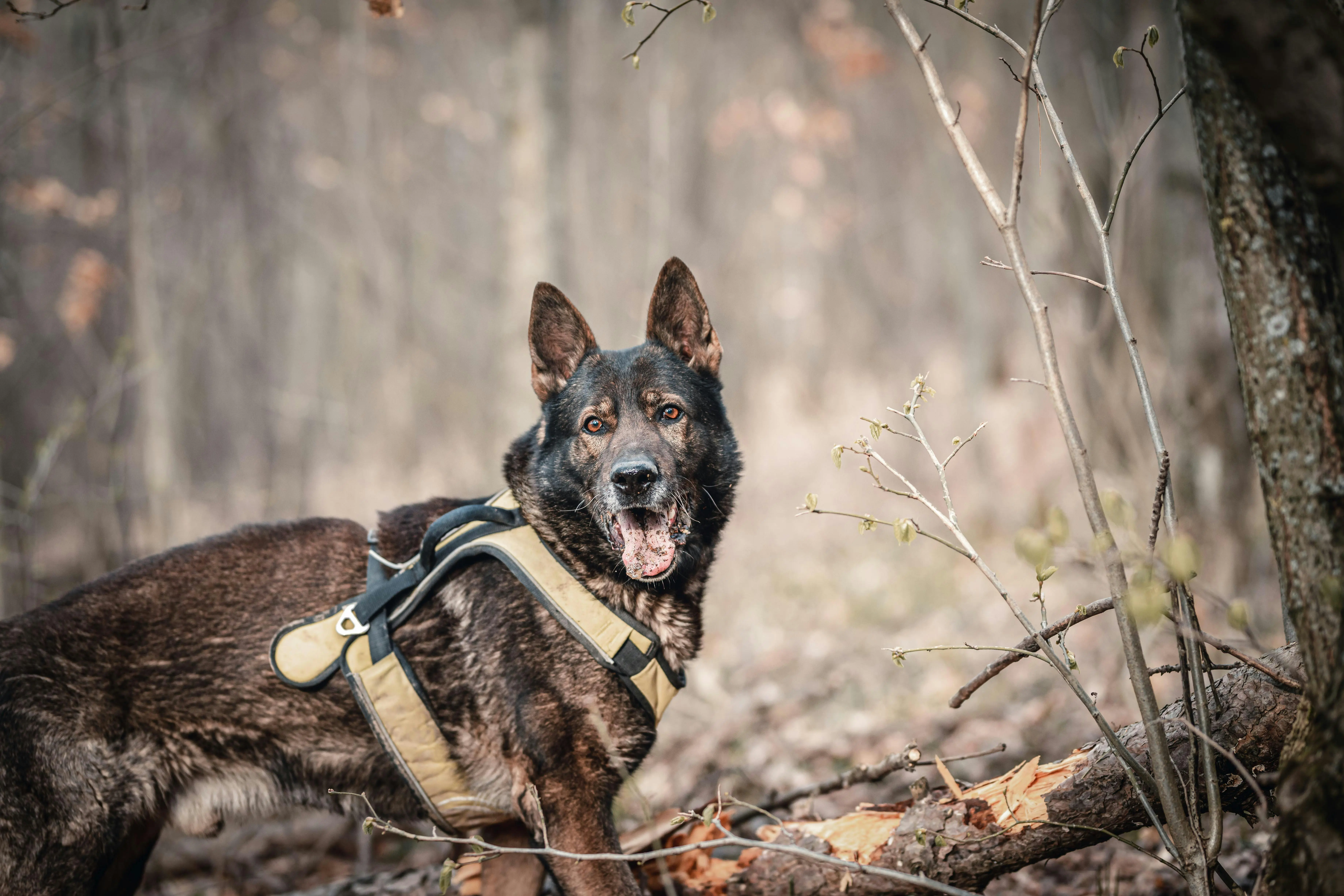 Home K9 Security Services